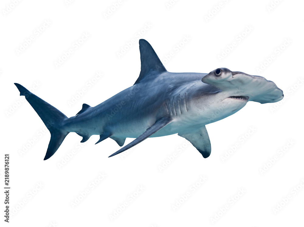 Obraz premium Hammerhead shark swimming in profile view isolated on transparent background Cutout PNG
