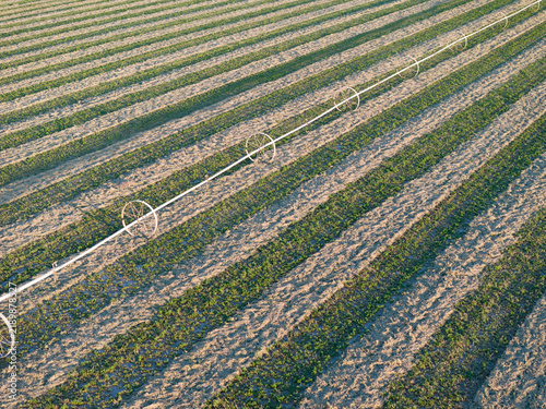 Rows of crops with irrigation line