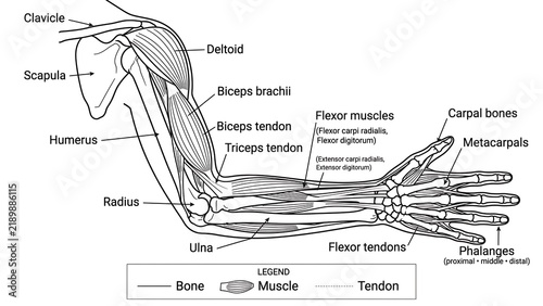 Obraz na płótnie Human arm anatomy white background.