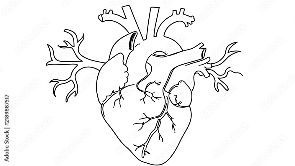 Fototapeta premium Human Heart Anatomy white background.