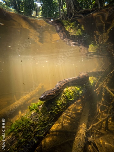 Underwater View of a Giant Green Anaconda Resting on a Mossy Log in a Sunlit Amazon River