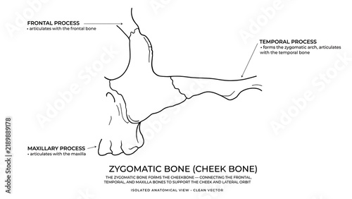 Human Skull Zygomatic Bone Anatomy white background.