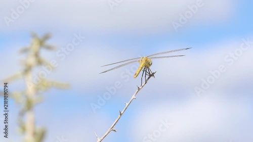 Yellow dragonfly perching on a thorny branch