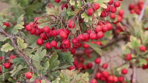 Ripe red hawthorn berries hanging on a branch in autumn