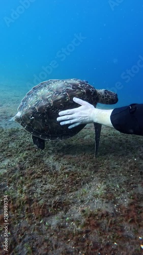 Green sea turtle (Chelonia mydas) filmed vertically in Tulamben, Bali. A diver pets it with a bare hand as the turtle rolls, turns, and stays close, showing calm behavior.