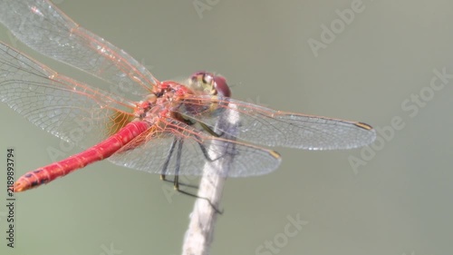 Red dragonfly resting on a plant stem