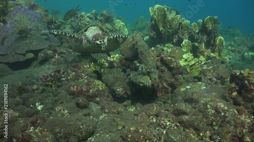 Large scorpionfish rests on coral as a hawksbill turtle (Eretmochelys imbricata) slowly searches for food and nudges the fish with its flipper, forcing it to move to another spot. 