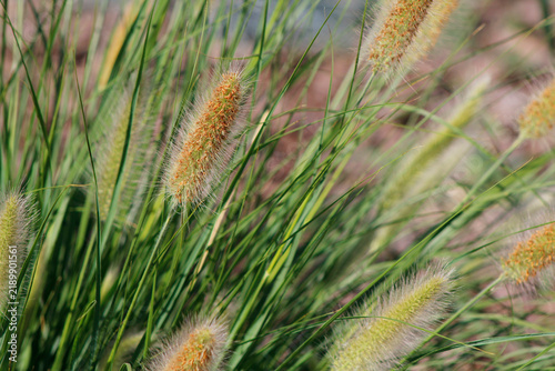 ornamental plant pennisetum close up