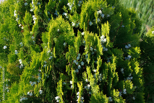beautiful thuja bush in close-up
