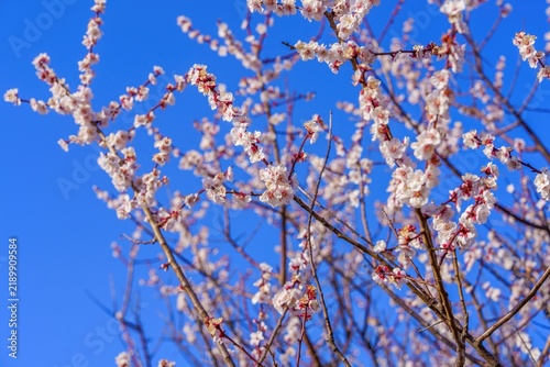 青空に映える満開の梅の花 春の訪れと爽やかな青空の風景素材