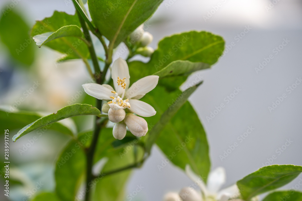 Obraz premium Close up of white flowers of Lime tree. These flowers are crucial for producing the fruit, serve as a vital nectar source for bees, and symbolize purity, love, and renewal in many cultures.