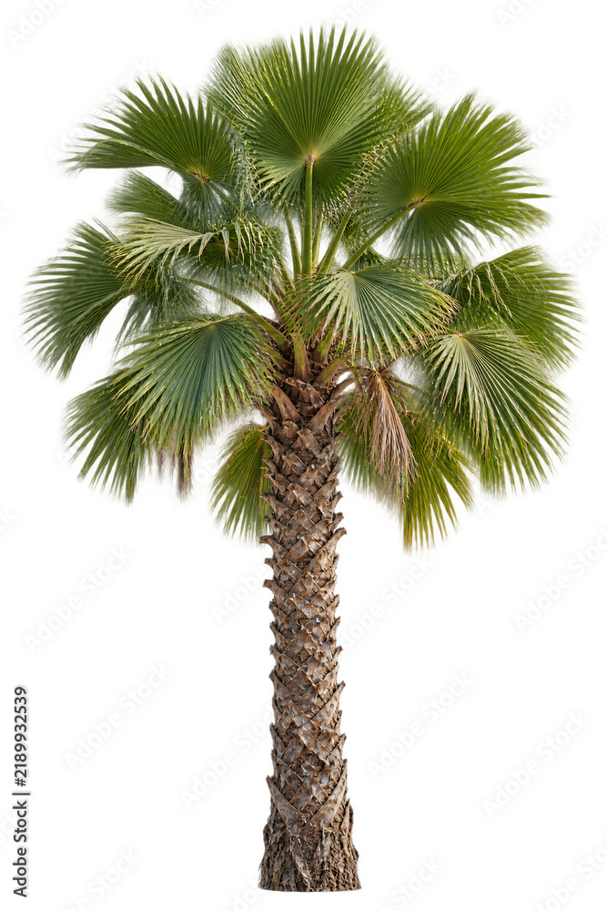 Obraz premium Fan palm tree with broad leaves isolated on transparent background