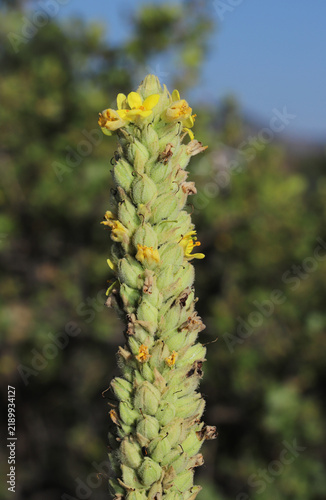 Cuadro en lienzo Bright yellow flowers in bloom on a greater mullein (Verbascum thapsus) in the foothills of the rocky mountains of Colorado