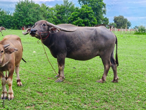 Female buffalo Long horns with nose rope in the meadow