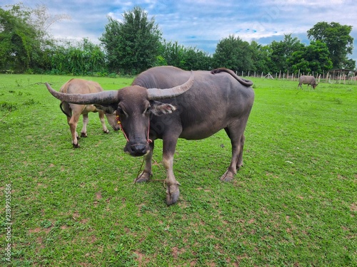Female buffalo Long horns with nose rope in the field