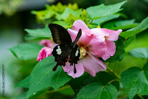 Plakat 鎌倉26912 海蔵寺2 芙蓉