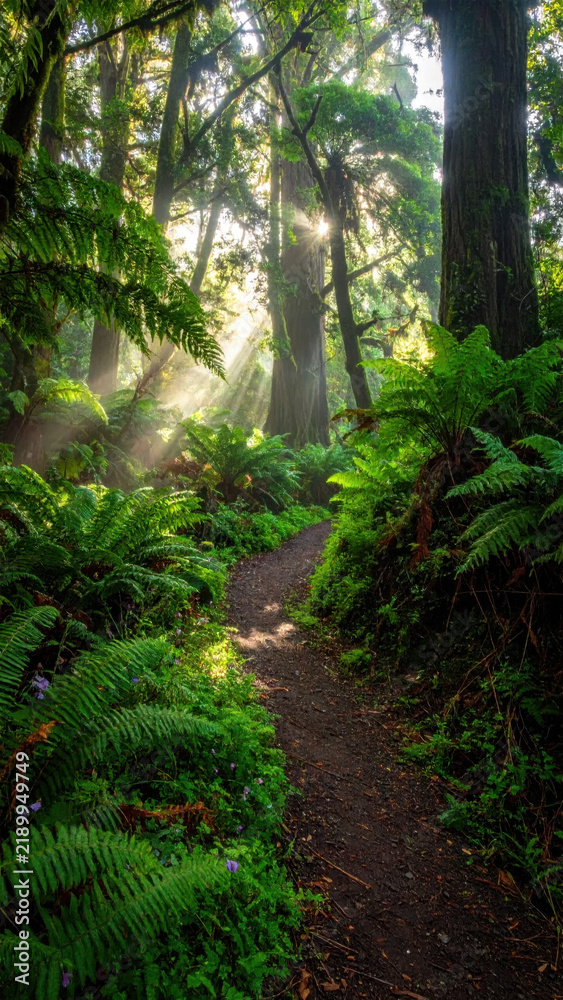 Naklejka premium Sunlit redwood forest trail surrounded by lush fern and moss