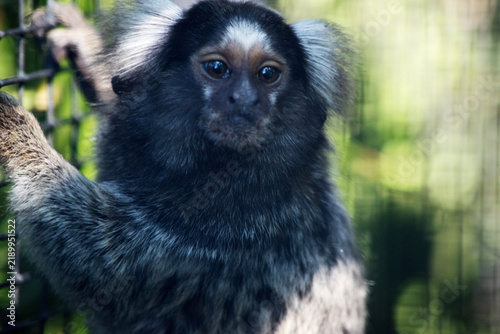 Bild auf Leinwand this is a close up of a marmoset monkey in a cage