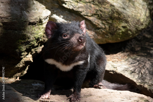 Bild auf Leinwand this is a close up of a Tasmanian devil
