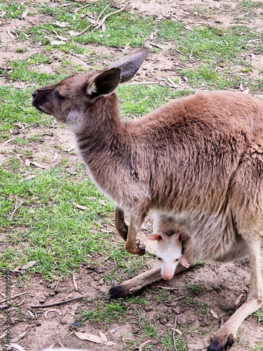 Fotografie the western grey kangaroo has a joey in its patch