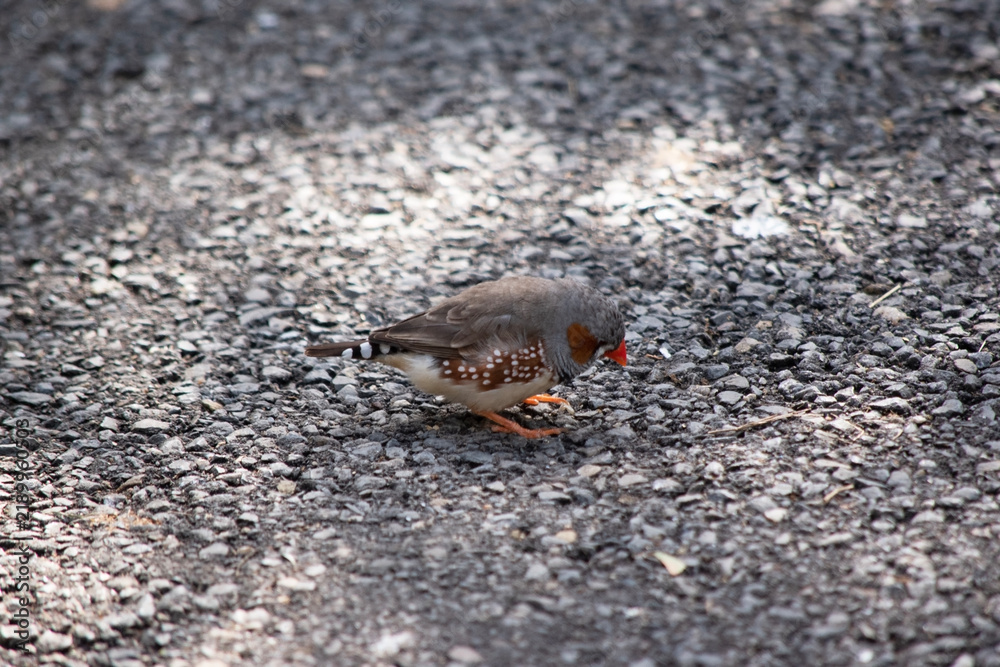 Fototapeta premium the male zebra finch has a grey body with a white under belly with a black and white tail. It has orange cheeks and black stripe on its face