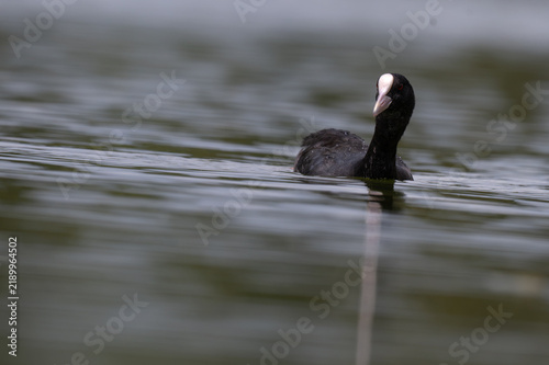 Foto Eurasian coot on calm water surface in a freshwater lake, close up portrait with black body, white frontal shield and beak and shallow water