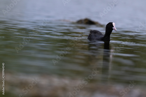 Foto Eurasian coot on calm water surface in a freshwater lake, close up portrait with black body, white frontal shield and beak and shallow water