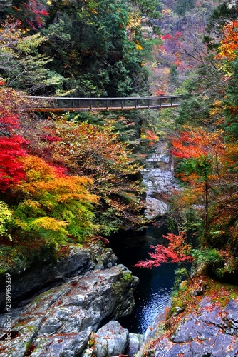 Obraz na płótnie みたらい渓谷・紅葉（奈良県・天川村）