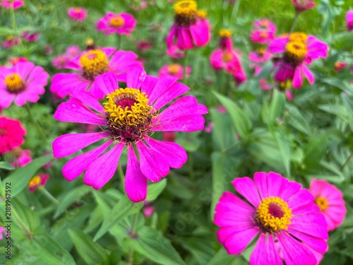 bright fuchsia zinnia glows vividly in the warm daylight, showcasing rich magenta petals and a sun-kissed center