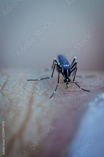 Fotografía mosquito sucking blood on finger extreme close up