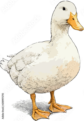 Fotografie duck on a white background, Anas platyrhynchos domesticus illustration art