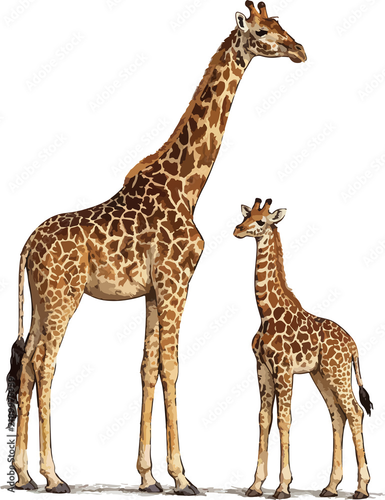 Obraz premium giraffe isolated on white Giraffa camelopardalis illustration art