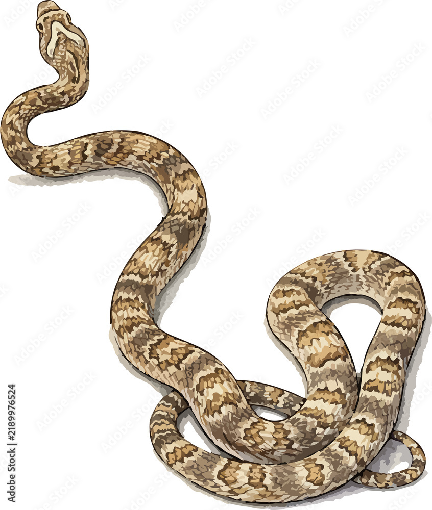 Fototapeta premium Snake isolated on white, Trimorphodon lambda illustration art