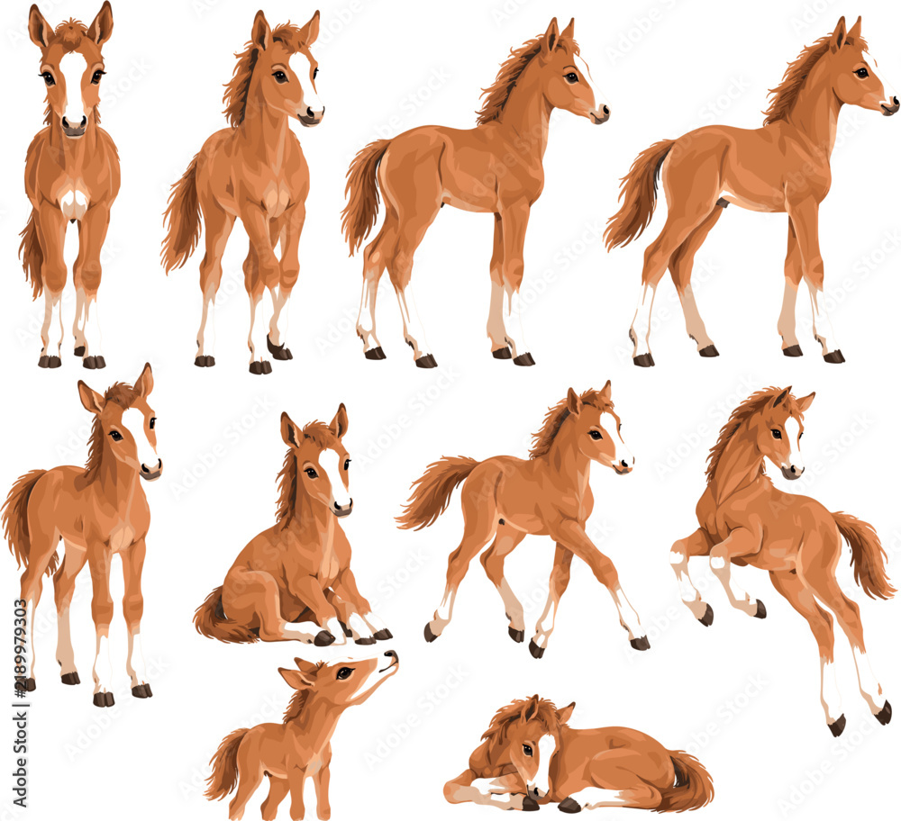 Obraz premium Baby Foal Vector Set with Cute Horse Standing Running Jumping Sitting and Resting Poses Illustration Collection