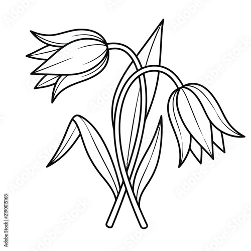 Outline of two tulips with leaves