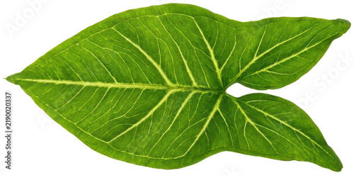 Quadro su tela Green arrowhead plant leaf with yellow veining.