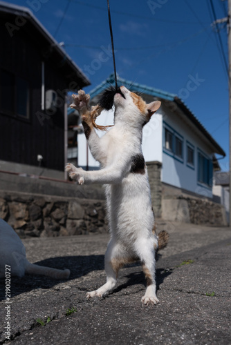 Plakat w ramie おもちゃで遊ぶ可愛い野良猫 