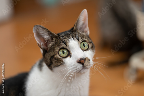 気になって見つめる可愛い猫　キジトラ白	