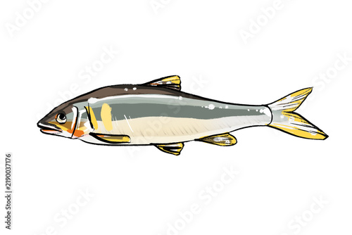 фотографія 鮎の手描きイラスト（生魚単体）