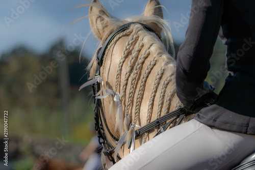 VALMIERA, LATVIA – SEPTEMBER 12, 2026: Close-up of a horse with elaborately braided mane during an equestrian event