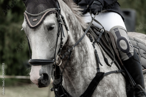 Cuadro en lienzo Close-up of gray horse with rider wearing equestrian gear