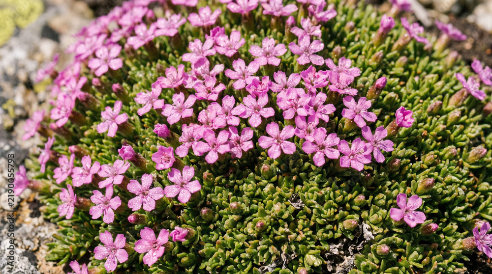 Fototapeta premium Macro Shot of Moss Campion Silene Acaulis Pink Alpine Flower Cushion