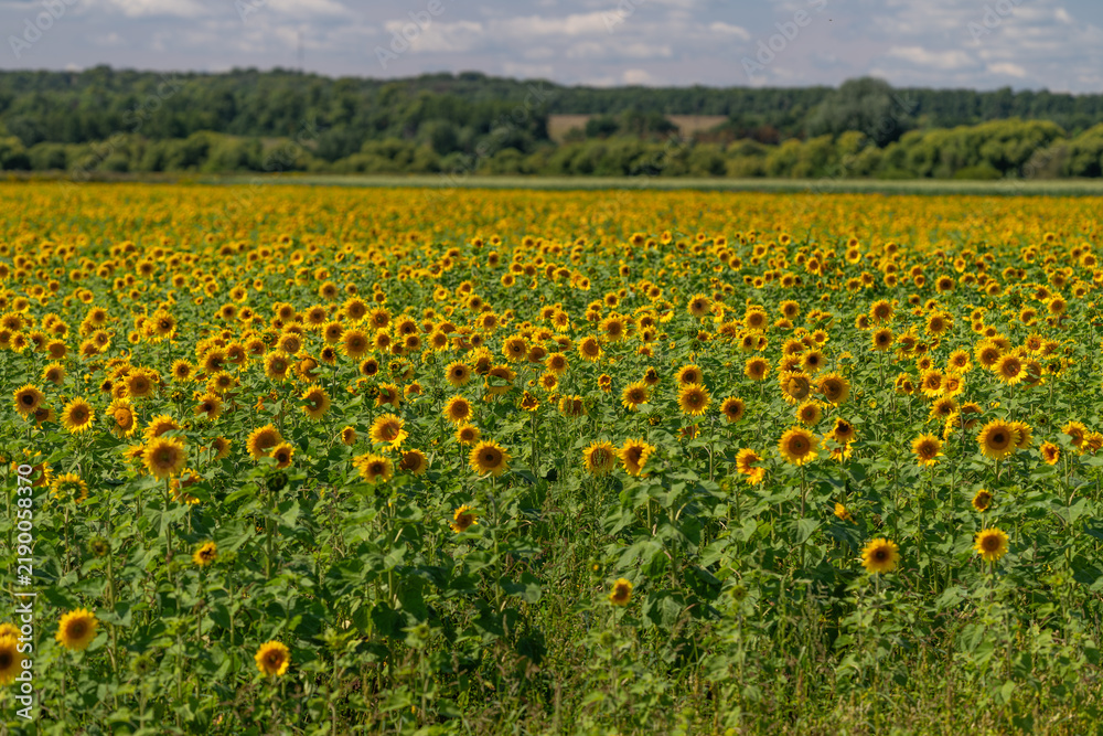 Obraz premium Fields of sunflowers stretching under a bright blue sky create a stunning landscape full of life and color during a warm summer day in the countryside