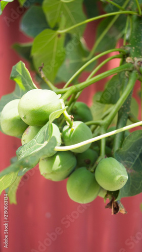 Foto These are the green fruits of the Jatropha curcas plant, commonly known by names such as physic nut, Barbados nut, poison nut, or tuba-tuba