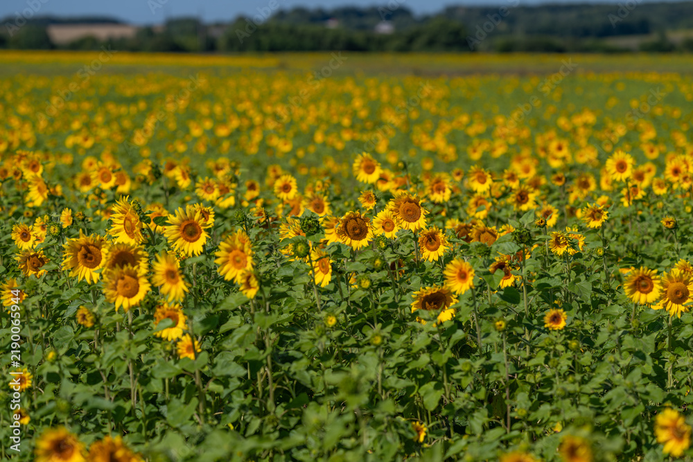 Obraz premium Bright sunflowers bloom in expansive fields under a clear blue sky creating a stunning natural landscape filled with vibrant colors