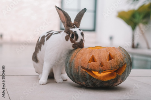 A close-up shot of a rabbit sitting next to an orange carved Halloween pumpkin. The main autumn holiday celebration in the backyard.