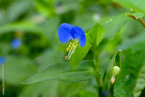 Asiatic dayflower (Commelina communis) flowers. It produces butterfly-shaped flowers in early summer. It is used medicinally, and its young leaves are edible.