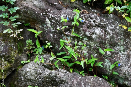 Asiatic dayflower (Commelina communis) flowers. It produces butterfly-shaped flowers in early summer. It is used medicinally, and its young leaves are edible.