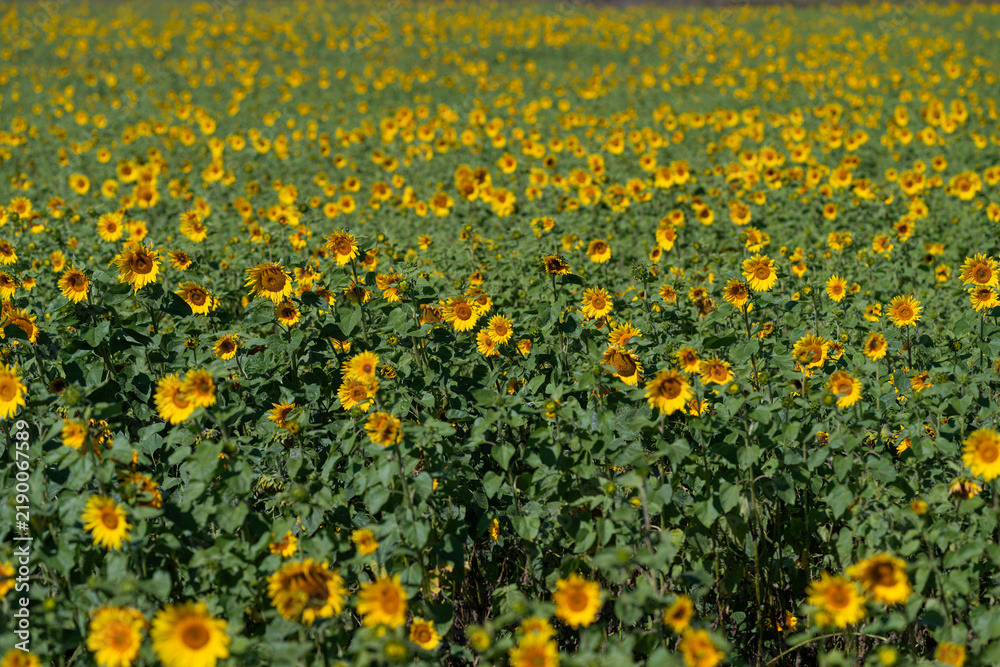 Obraz premium Vibrant fields filled with sunflowers swaying gently in the warm summer breeze under a clear blue sky