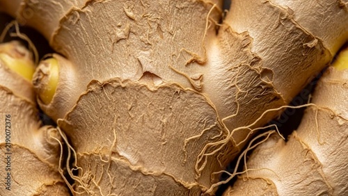 Close up texture of raw ginger root with fibrous skin